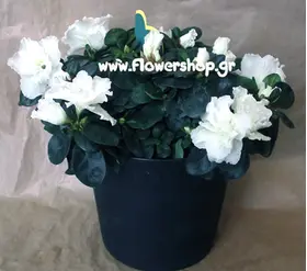 Plant azalea