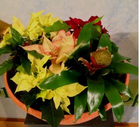 Arrangement with "Christmas" plants in basket