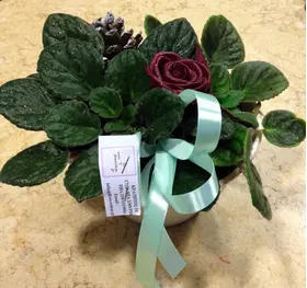 Saint Paulia  plant in fine ceramic pot!!! (only for Athens & Suburbs)