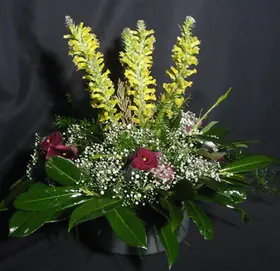 lachenalia.gif