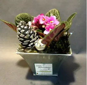 Saintpaulia Plant in Zink Pot  & Decoration