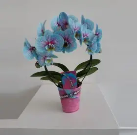 Phalaenopsis Blue Wonder In Vase or Ceramic Pot. Yacht Flowers & Plants Supplies.