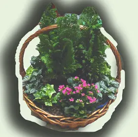 basketplants.gif