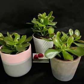 Φυτό crassula σε γυάλινο βάζο ή κεραμικό ποτ