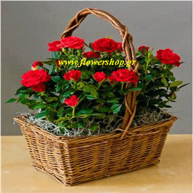 Basket with roses (4) plants!!!