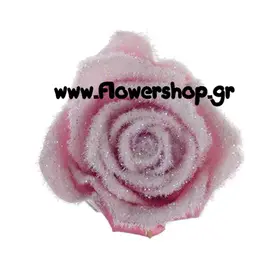 Roses Aqua"snowy"
