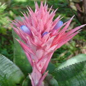 Arstone quality pot with "Aechmea" plant !!!