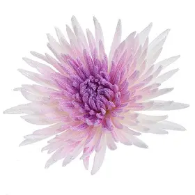 Chrysanthemums Single Heads Exclusive "Anastasia" or "Antonov"