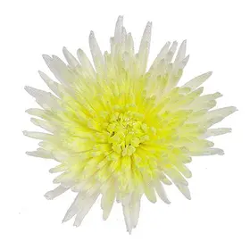 Chrysanthemums Single Heads Exclusive "Anastasia" or "Antonov"