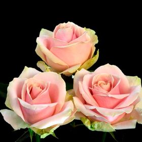 Pink Roses (21) stems Sweet or Peach Avalanche Dutch with Greens.