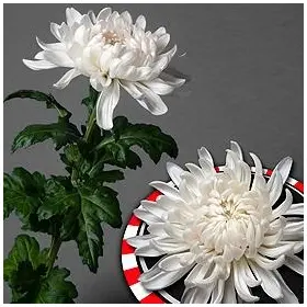Chrysanthemums Single Heads Exclusive Antonov