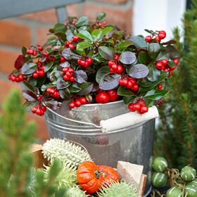 "Ilex" or "Gaultheria Big Berries" plant in ceramic, glass or zink pot.