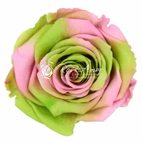 Rose Preserved "RAINBOW"  in "Glass Fanus" Diam 12 cm Height 14 cm .