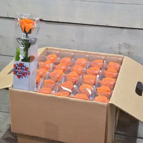 Rose Preserved   in "Decorative Bag ".