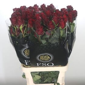 (12) Red Roses Explorer !!! Very exclusive "King of Reds"