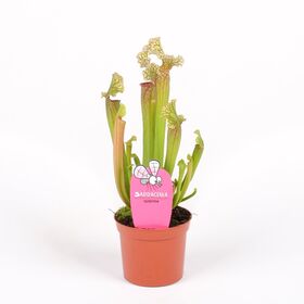 Sarracenia Judith φυτό σαρκοφάγο σε γυάλινο βάζο ή κεραμικό ποτ με διακόσμηση !!!  Ποτ (9)εκ.