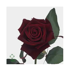 Roses Natural Black Baccara (21) stems. Very Exclusive. Gift Wrapped or Bouquet.