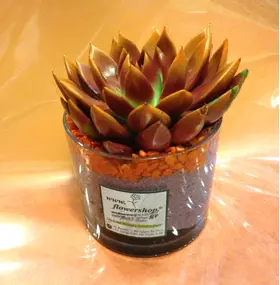 Φυτά Echeveria  σε γυάλινο βάζο