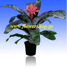 Arstone quality pot with "Aechmea"  plant
