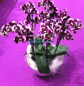 Phalaenopsis orchid plants  "Cow spotted"
