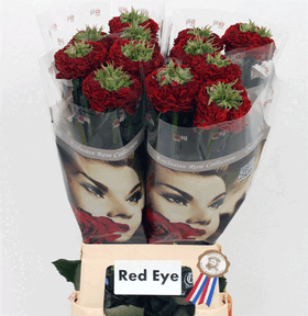 "Red eye" Extra special new variety rose