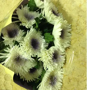 Chrysanthemums Single Heads Exclusive Antonov