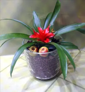 Plant minor in glass vase