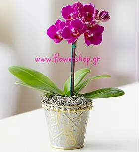 Ορχιδέα Phalaenopsis mini (υβρίδιο). Βασικό.