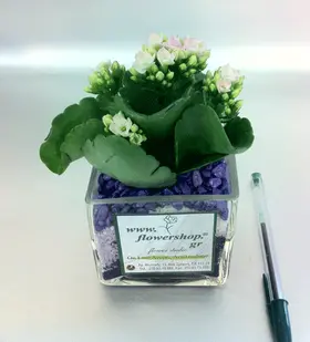 Calandiva plant in small glass cube with decorative colored sand layers!!! (only for Athens & Suburbs)