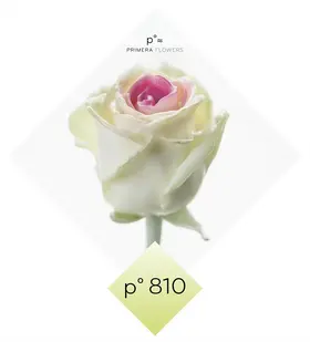 (10) Exclusive Waxed Roses  (random colors) in vase with colored water!!! NEW