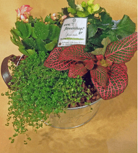 Arrangement with plants in pot