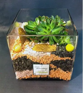 echeveria cube.jpg
