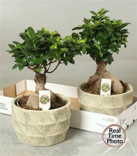 Bonsai plant "Ficus Ginseng" height appr. 0,45m. in ceramic or stone pot diam. 0,20m. !! Exclusive !!!!