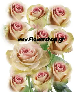 Roses upper secret