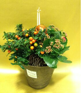 Φυτά σε  Ποτ & Χριστουγεννιάτικη διακόσμηση