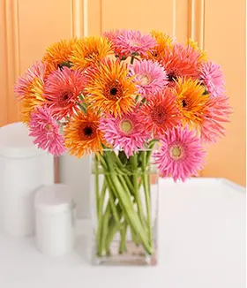 Germini - Gerberas Bouquet