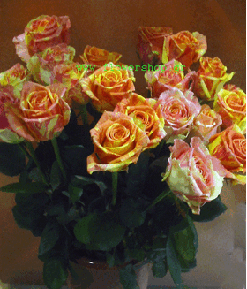 Τριαντάφυλλα "Fiesta" + Βάζο. Σπέσιαλ (40) τεμ.