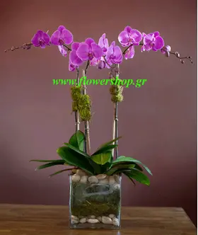 phalaenopsis orchid