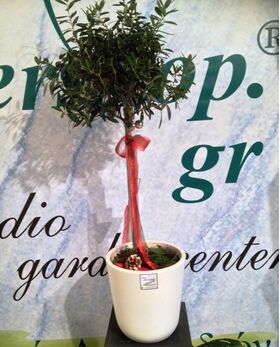 Olea Europaea Plant Πολυτελής