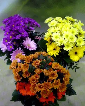 multi-color.gif