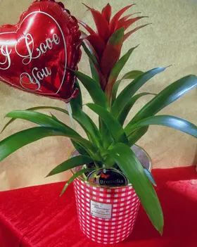 Valentine Love plant "Guzmania"
