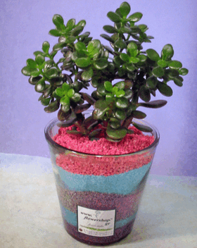Φυτό crassula σε γυάλινο βάζο ή κεραμικό ποτ