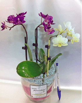 Ορχιδέα Phalaenopsis mini (υβρίδιο) σε γυάλινο βάζο ή ποτ!!! Ιδιαίτερο.