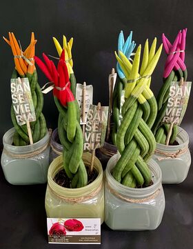 Sansevieria Cylindrica With Velvet Touch Colored Tops. In pot !!! Height appr. 30cm. (1) plant random colors. "Twisted"
