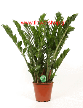 Plant "Zamioculcas" (zamia)