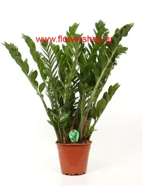 Φυτό "Zamioculcas"  (Zamia)