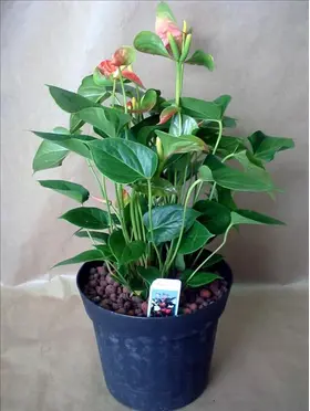 anthurium.jpg