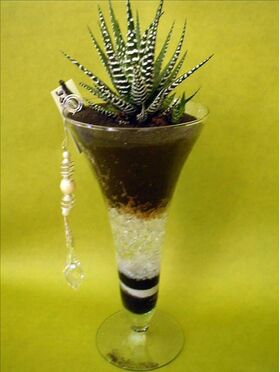Plant haworthia in glass vase