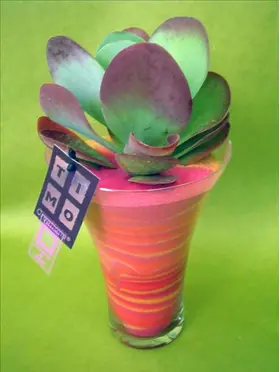 kalanchoe glass