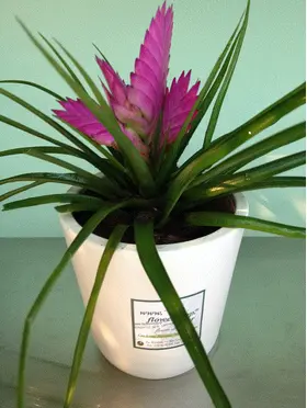 Tillandsia Cyanea σε κεραμεικό ποτ . Συσκευασία δώρου !!!